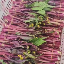 【热卖】红菜苔25一30厘米脆甜，爽口，现采现发量大从优