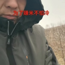 沾化冬枣树苗！保纯度赠技术自家苗基地量大从优