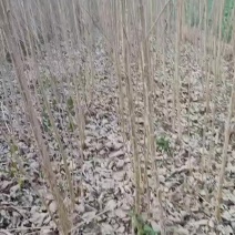 白杨树苗，产地直销大量优质快来合作吧。欢迎大家