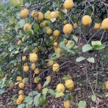 柠檬