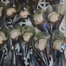 半壳