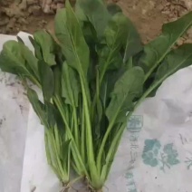 优质小叶菠菜