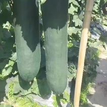 海南精品黑皮冬瓜