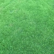 海南草坪批发台湾草大叶油草马尼拉草夏威夷草
