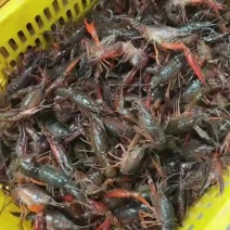 大闸蟹龙虾一手货源