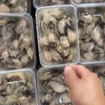 汫洲生蚝大量批发生蚝半壳生蚝当天捕捞当天发货