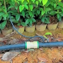 苗圃直供多花常绿四季桂杯苗四季桂地苗四季桂毛球易成活养护