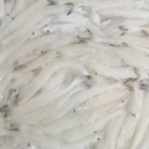 精品银鱼
