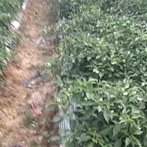 青线椒
