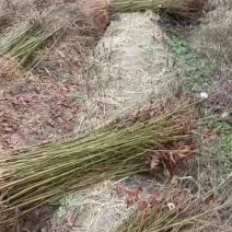 裸根枫香苗