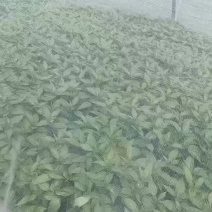 朝天椒