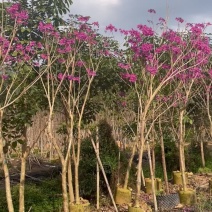 绣球紫花风铃木3～15公分产地直发规格齐全质量保证