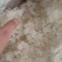 短龙须