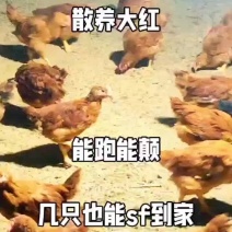 脱温大红公鸡脱温麻羽鸡芦花鸡下蛋多质量好