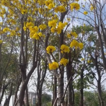 黄花风铃木骨架苗