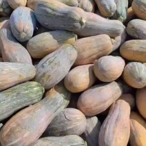 海南瓜，个头大形状好