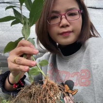自家苗场，根部发达，成活率高，优质草珊瑚苗热卖中