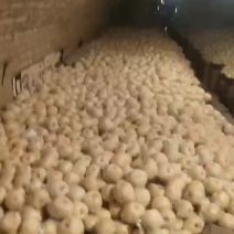 乾县泔河酥梨乾县泔河优质酥梨四量起步果面干净