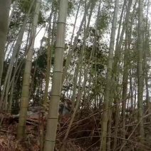 杉木