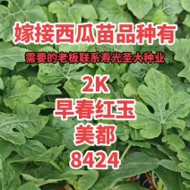 嫁接美都西瓜苗嫁接8424嫁接甜王西瓜苗