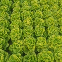 生菜