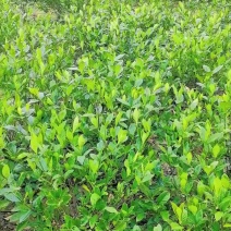 苗圃直供大叶栀子花毛球绿篱大叶栀子花杯苗大叶栀子花地苗