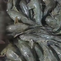瞎旮瘩胖头鱼沙塘鳢土布呆子鱼