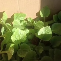 精品甜瓜苗，最后一批，抓紧联系。