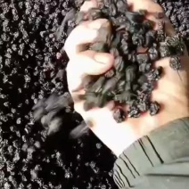 黑果花楸果量大一共吨货希望老板看好后与我联系