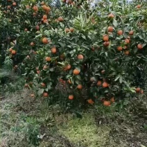 挂在树上的，还剩余两万斤耙耙柑，速度2月29号发的，现货