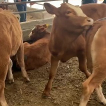肉牛犊活体改良黄牛苗活体出售牛犊子活牛西门塔牛犊子养殖技