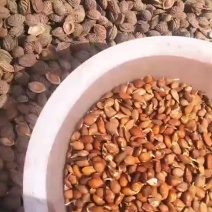 毛桃种子桃仁毛桃芽桃米育苗专用山桃芽山桃种