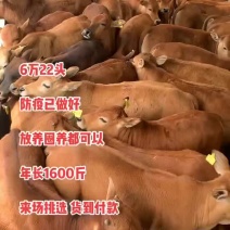 活体黄牛犊肉牛犊三元杂交牛苗西门塔尔牛崽小牛改良牛犊活牛