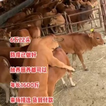 改良肉牛犊活体西门塔尔牛苗出售鲁西黄牛仔活牛安格斯三元杂