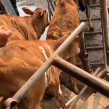山东纯种小黄牛活牛苗鲁西黄牛犊子西门塔尔牛小牛犊子活牛苗