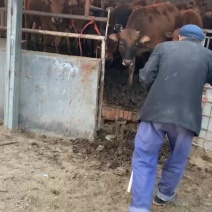 鲁西黄牛牛犊子活牛小牛苗牛崽改良肉牛活苗牛仔西门塔尔牛犊