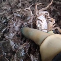 优质蟹苗保证质量，成活率高抗病能力强，有全母，有混货，