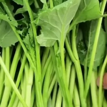 青油菜苔，板蓝甘青菜少量上市