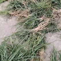 无土细叶麦冬草