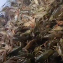 新鲜虾苗，优质养殖，直供农户，快来选购！