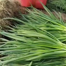 小葱自种小葱需要联系，小葱基地，要多少有多少，不怕你要货