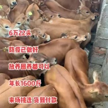 鲁西黄牛小牛犊活牛仔牛犊子大型牛品种牛肉牛改良品种吃草牛