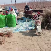 新品种桃树苗，