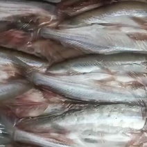 冻板大白条阳干大白条蓝刀小白条
