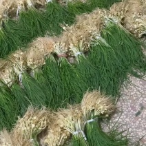 湖南新鲜野胡葱现摘现发当天发货天然野生胡葱