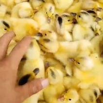 厂家批发高产蛋鸭苗，江南蛋鸭苗青壳蛋鸭苗，欢迎订购