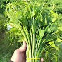 龙须菜