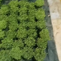 精品韭菜花