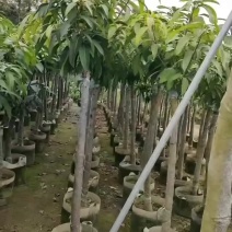 芒果树