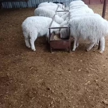 活体羊羔